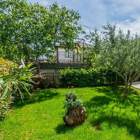 Lavanda Maslina - New Luxury * بولا